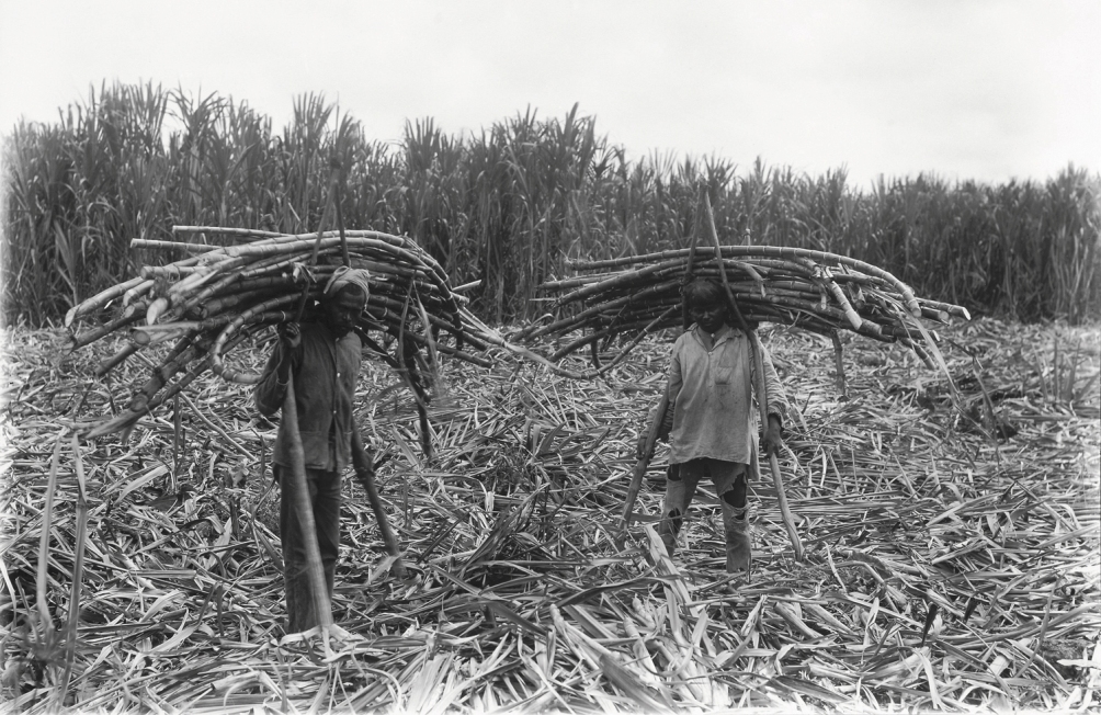 De oogst van suikerriet op de plantage Rust en Werk in Suriname, in 1928. (foto: collectie Tropenmuseum)