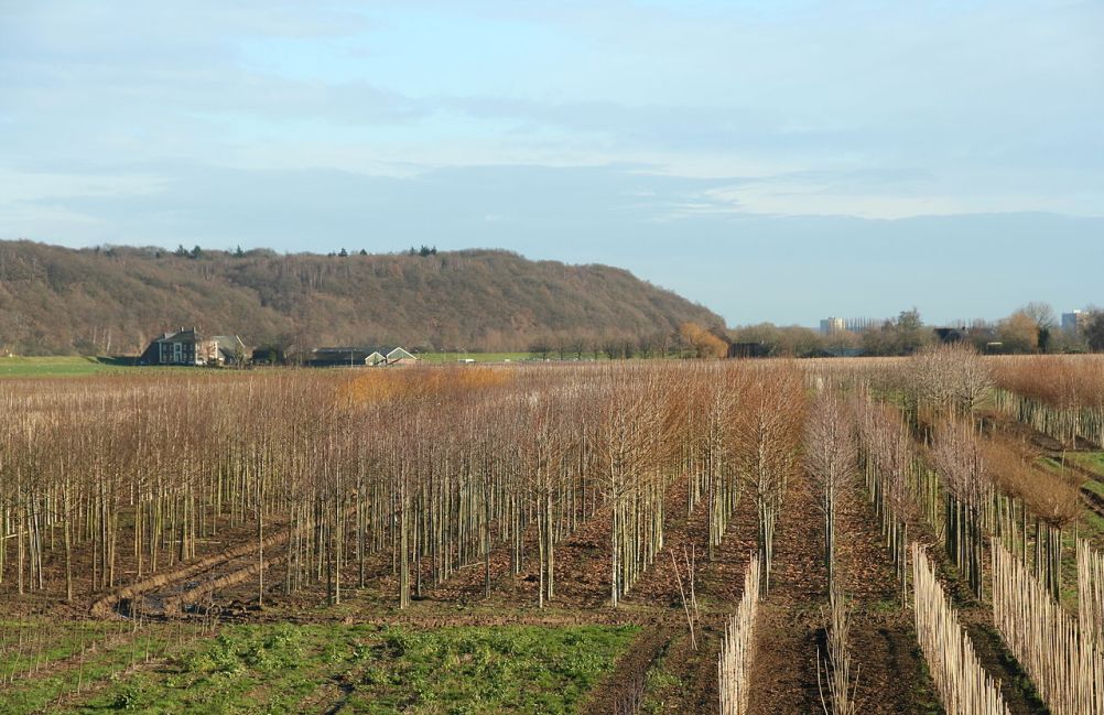 De Grebbeberg vanuit het zuiden gezien.