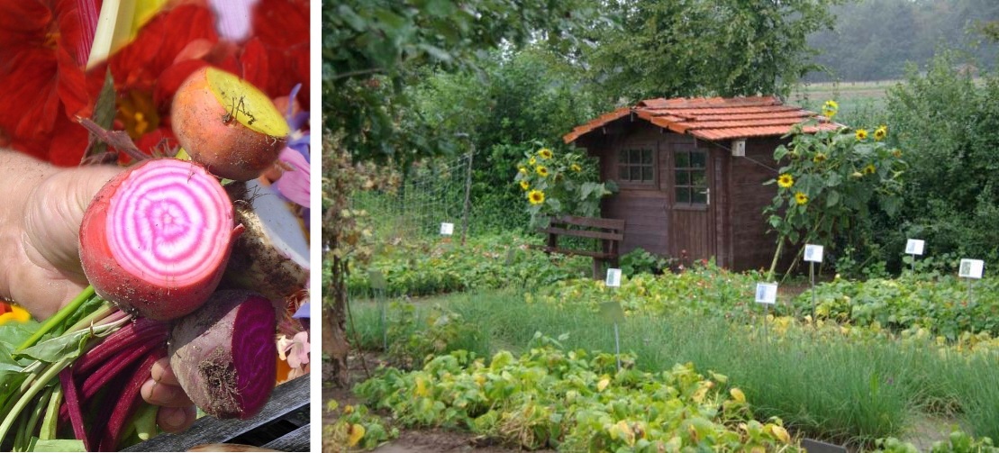 12.07.12.Vergeten groenten - kleurrijk welkom