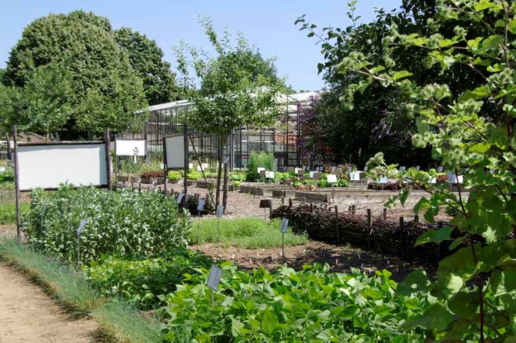 Kijkje in de Historische Groentehof van Jac Nijskens in Beesel. In de tuin groeien 650 soorten vergeten groenten en fruit, eetbare bloemen en kruiden. (foto: De Historische Groentehof)