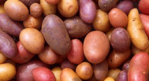 Indiaans Amerikaans voedsel en de Europese cuisine